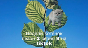 Недели котёнок сезон 2 серия 9 на tiktok