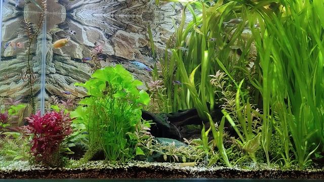 Аквариум 430 л. Участник №26 в категории от 101 литра #Scalariki Aquascaping Contest 2021 смотреть онлайн