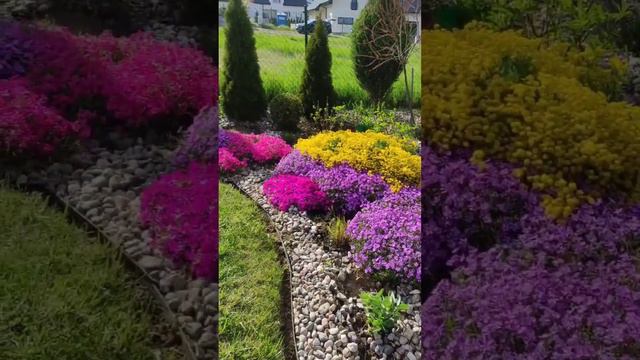 phlox subulata and aurinia saxatilis in garden