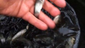 Белый Амур.Малёк.Сеголеток.