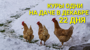 Курятник на даче / 22 дня в декабре куры одни на даче