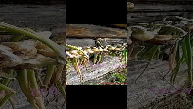 Я скучаю по тебе