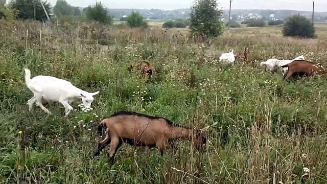 Совместное содержание коз или отдельно? Как удобнее???