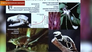 Заселение Азии - ДРОБЫШЕВСКИЙ палеонтология  Тупая Тупайя