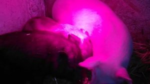 Обогрев поросят/Крещенские морозы