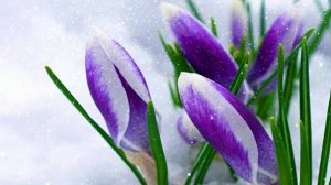 Футаж. Цветы на снегу 38  Footage. Flowers in the snow 38