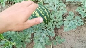 Выращивание арбузов на поле (суходол) / АУ Продюсер