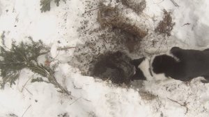 Охота на бобра капканами зимой