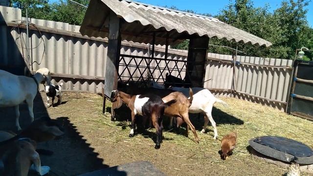 Разные подходы к кормлению и содержанию животных