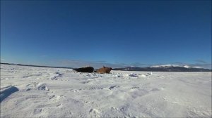 Беломорские нерпы.  Кандалакшский заповедник.