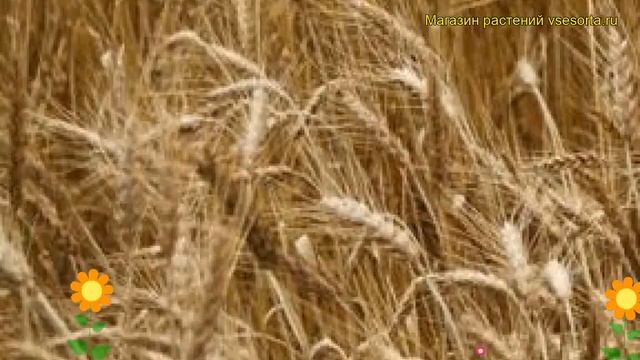 Смесь сидератов Пшеница озимая. Краткий обзор, описание характеристик, где купить семена смотреть онлайн