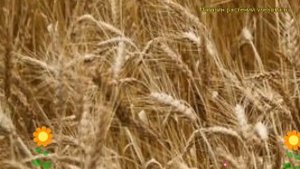 Смесь сидератов Пшеница озимая. Краткий обзор, описание характеристик, где купить семена