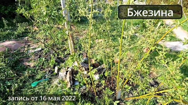 Обзор сортов ежевики. Калининград. смотреть онлайн