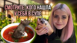 ГДЕ ЛЕГАЛЬНО ПОТРОГАТЬ ЕЖЕЙ??КАФЕ ЕЖЕМИНУТКА!!!!