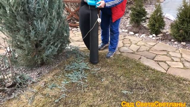 Как ускорить Рост Хвойных?Это реально?Обрезка можжевельника MOONGLOW.Когда провожу обрезку весной. смотреть онлайн