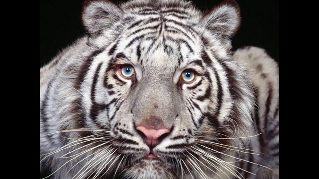 Тигры смотреть онлайн