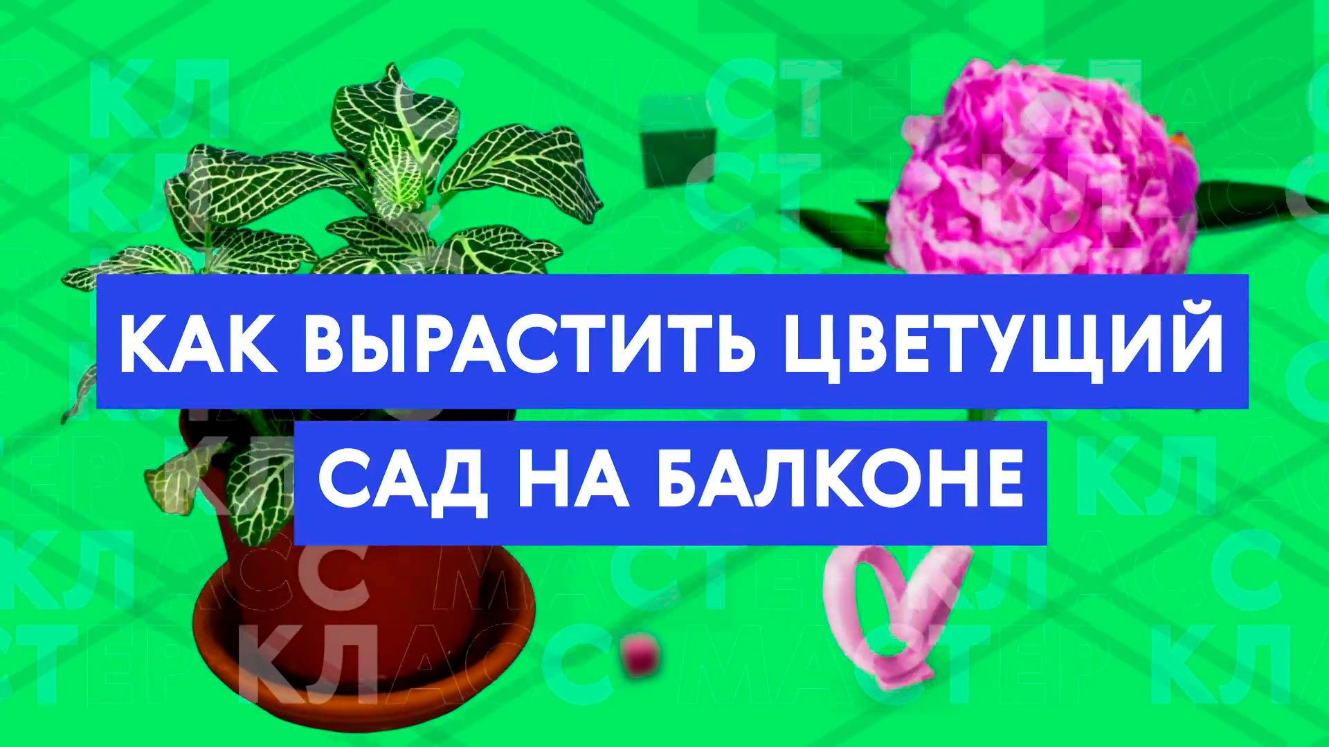 Мастер-класс: как вырастить цветущий сад на балконе