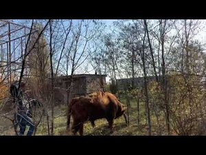 Цоп-Цобе или как мы перегоняли ШОТЛАНДСКИХ БЫКОВ!