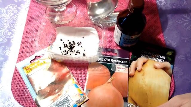Лук - чернушка - Подзимний посев и весенний результат