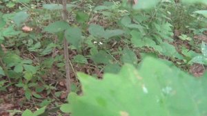 сбор грибов Приморье 2023.грибы 2023. сезон грибов 2023.грибы приморский край 2023.