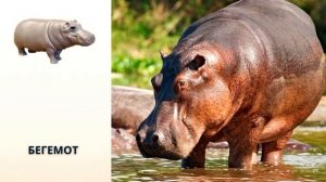 Животные из киндеров НАТУНС в реальной жизни. Серия NATOONS африканские животные 2011 год