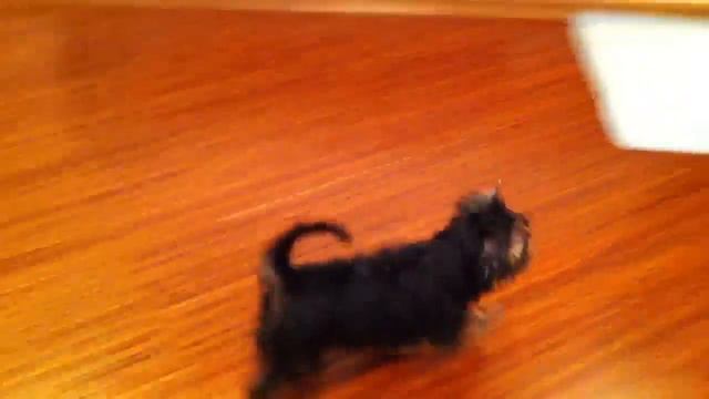 Бони смотреть онлайн