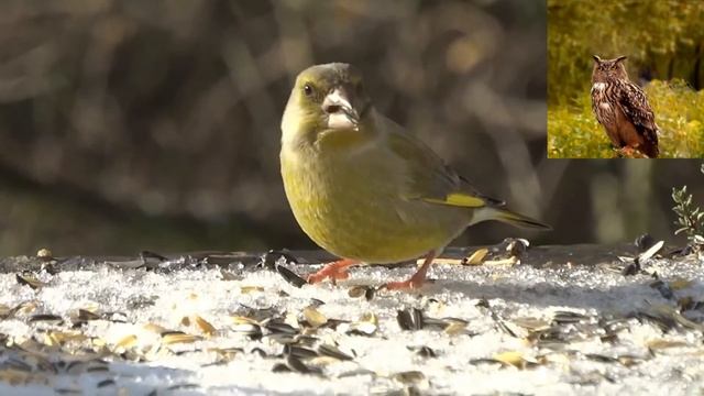Обыкновенная зеленушка   Carduelis chloris