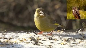 Обыкновенная зеленушка Carduelis chloris
