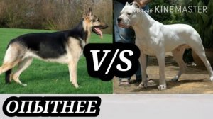 Аргентинский дог против восточной европейской овчарки.