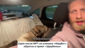 Наши волонтеры Собака Юзао отвезли Баса из приюта «Щербинка» на МРТ в "МедВет»