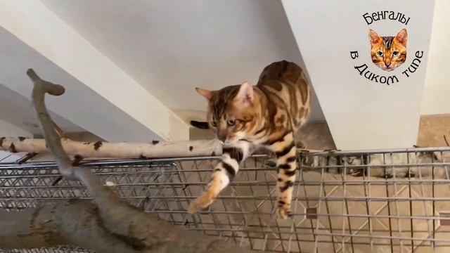 БЕНГАЛЬСКИЕ КОТЫ, МИНИ ЛЕОПАРДЫ на ПРОГУЛКЕ