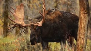 ТОП 10 САМЫХ БЫСТРЫХ ЖИВОТНЫХ В МИРЕ