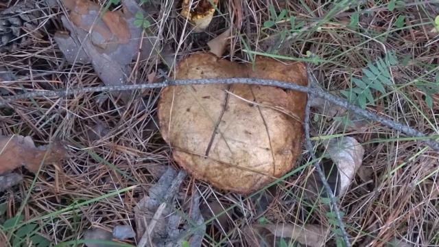 Кто живет в лесу? смотреть онлайн