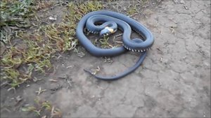 красавчика на дороге повстречали