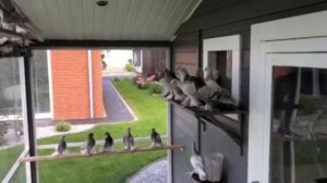 Среднеазиатские бойные голуби в Германии Николая Быкова. Tauben. Deutschland.