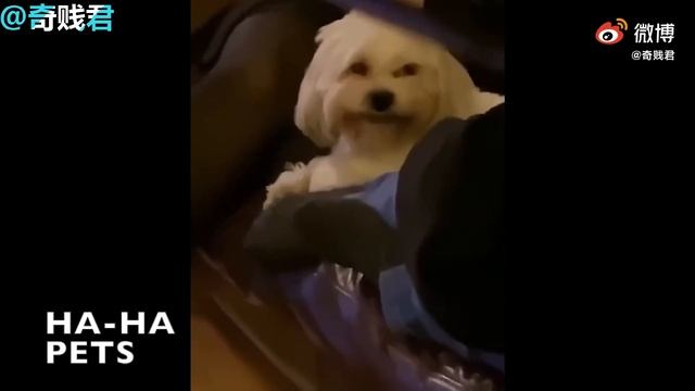 Смешные и забавные