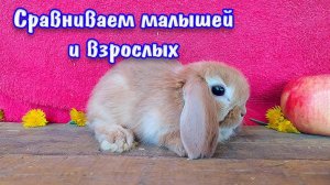 Большие и маленькие декоративные кролики: сравниваем