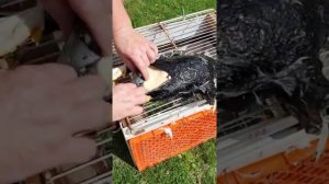 Как быстро избавится от перьев Гуски СМОЛОЙ #ЛАЙФХАК