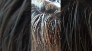 Мелирование темных волос.  Пепельное Тонирование.?