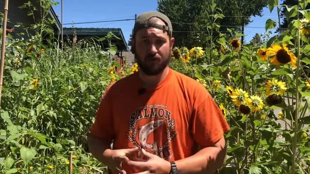 Calendula: from plant to medicine смотреть онлайн