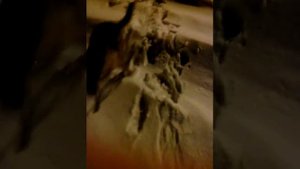 Как поймать собаку