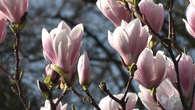 24 февраля лунный календарь. Фаза луны сегодня. Лунный знак. 24 лунные сутки / Татьянин день.