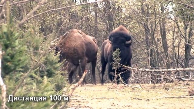 Охота на кабана в тепловизионный прицел FORTUNA смотреть онлайн