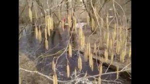 Кавер-версия песни "Серёжка ольховая" в исполнении Дуэта сестричек