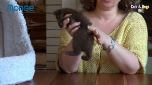 УДИВИТЕЛЬНЫЙ МИР КОШЕК - БРИТАНСКИЕ КОШКИ АЛЛЫ ШИШКИНОЙ / BRITISH SHORTHAIR CATS