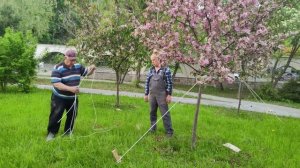 Как правильно установить растяжки на молодые плодовые деревья?