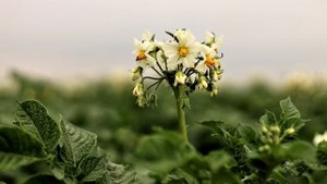 ТОННА КАРТОФЕЛЯ С ОДНОЙ СОТКИ,САМЫЙ ХИТРЫЙ СПОСОБ ЗАВАЛЬНОГО УРОЖАЯ КАРТОФЕЛЯ