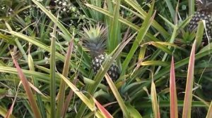 Ананас/На чем растут ананасы/ Ananas/ Мои ананасы/ Поливаю ананасы.