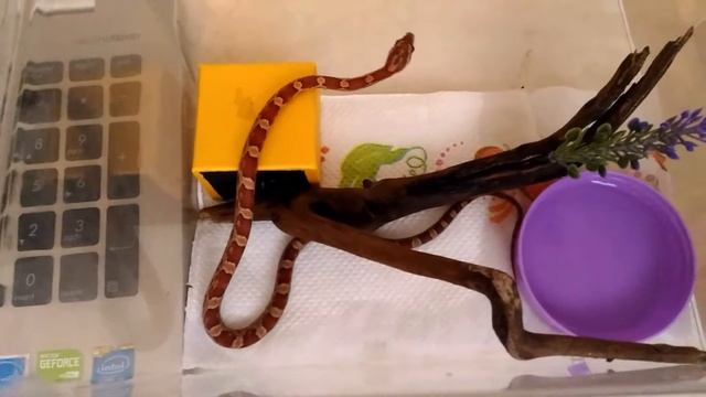 2017.04.18. Маисовый полоз - pantherophis guttatus! смотреть онлайн