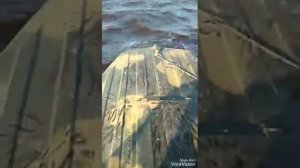 Казанка 5м2 и 5м3, на не больших волнах.